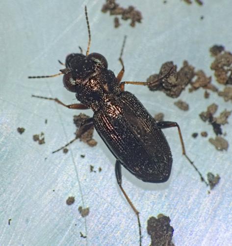 Réf. 334 554 : Notiophilus rufipes
